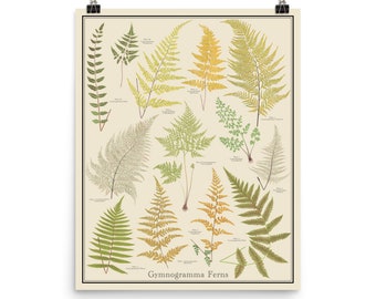Gynogramma Ferns Vintage-Style 16x20 Botanical Chart, Plant Identification PosterTaxonomy Science Art