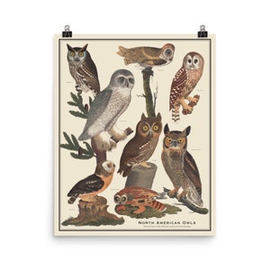 Nordamerikanische Eulen 16 x 20 Vogel Identifikation Poster Antik-Stil Poster, Vogel Identifikation Diagramm Ornithologie, ungerahmt 40 "x 20" Druck