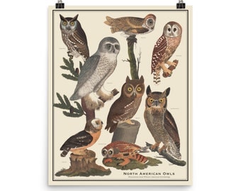 North American Owls 16 x 20 Bird Identification Poster Antique-Style Poster, Bird Identification chart Ornithology, Unframed 16"x20" print