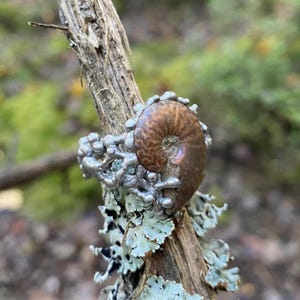Pu&ograve; includere: Un anello unico con un fossile di ammonite marrone lucido incastonato in una fascia di metallo argentato e strutturato. L'anello &egrave; esposto su un ramo stagionato con licheni, su uno sfondo naturale sfocato.