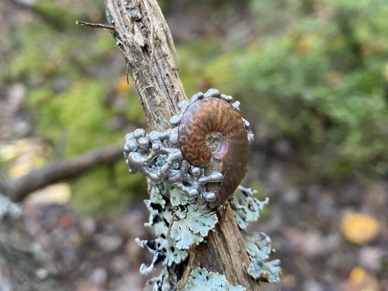 Pu&ograve; includere: Un anello unico con un fossile di ammonite marrone lucido incastonato in una fascia di metallo argentato e strutturato. L'anello &egrave; esposto su un ramo stagionato con licheni, su uno sfondo naturale sfocato.