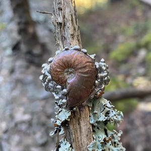 Pu&ograve; includere: Un anello unico con un fossile di ammonite marrone incastonato in metallo color argento. Il fossile ha una forma a spirale ed &egrave; circondato da una fascia di metallo strutturata. L'anello &egrave; esposto su un ramo di legno stagionato.