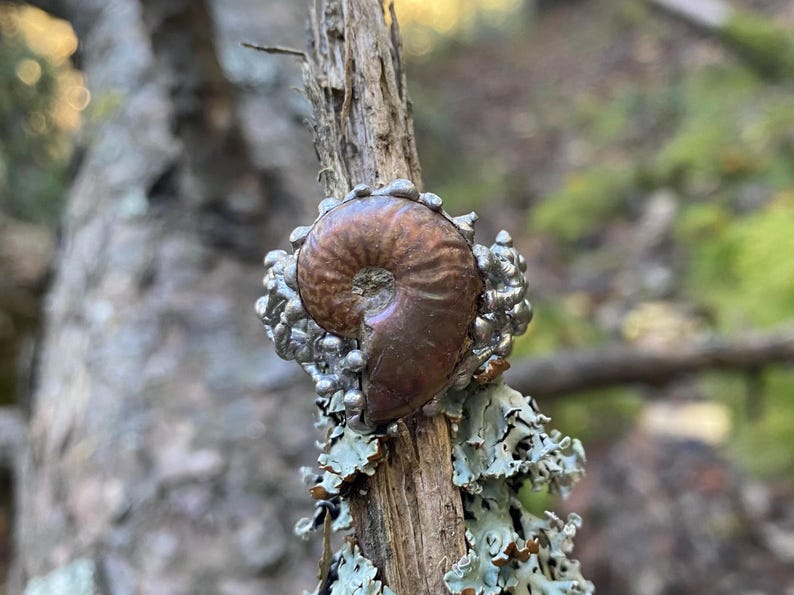 Pu&ograve; includere: Un anello unico con un fossile di ammonite marrone incastonato in metallo color argento. Il fossile ha una forma a spirale ed &egrave; circondato da una fascia di metallo strutturata. L'anello &egrave; esposto su un ramo di legno stagionato.