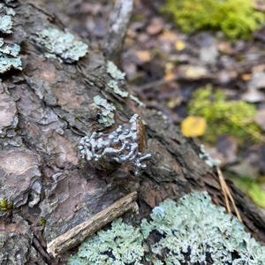 Pu&ograve; includere: Primo piano della corteccia di un albero con macchie di licheni verdi e bianchi. Un piccolo fungo argentato e ramificato &egrave; attaccato alla corteccia. Lo sfondo &egrave; sfocato, mostrando pi&ugrave; corteccia e foglie.
