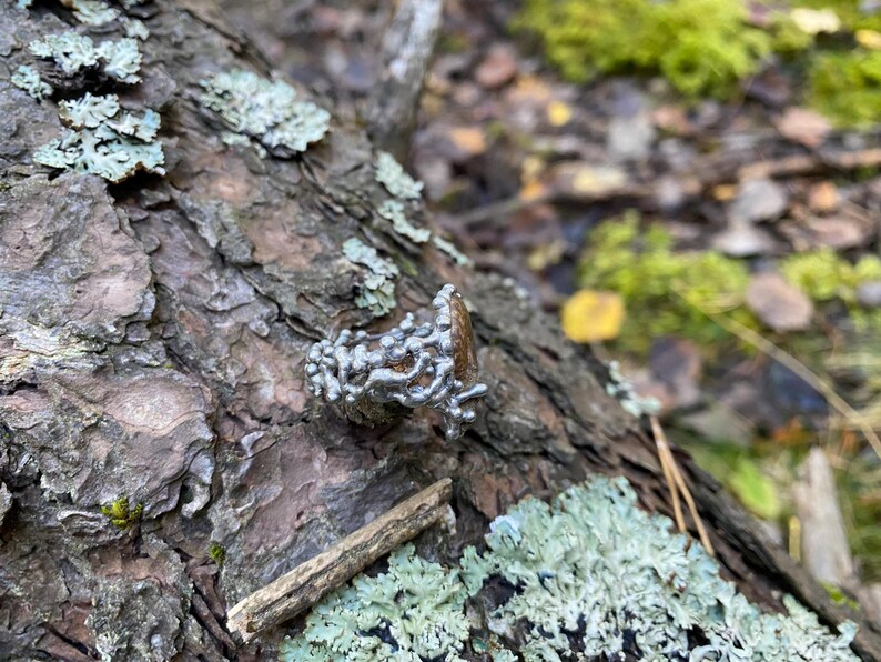 Pu&ograve; includere: Primo piano della corteccia di un albero con macchie di licheni verdi e bianchi. Un piccolo fungo argentato e ramificato &egrave; attaccato alla corteccia. Lo sfondo &egrave; sfocato, mostrando pi&ugrave; corteccia e foglie.