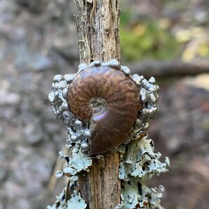 Pu&ograve; includere: Un anello unico con un fossile di ammonite marrone lucido incastonato in un metallo argentato strutturato. Il motivo a spirale del fossile &egrave; chiaramente visibile e l'anello &egrave; esposto su un ramo di legno stagionato, mostrando un'estetica naturale.