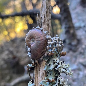 Pu&ograve; includere: Un fossile di ammonite marrone &egrave; attaccato a un ramo d'albero usurato. Il fossile ha una forma a spirale ed &egrave; circondato da un gruppo di piccole perle color argento. Il ramo presenta anche licheni verdi e grigi.