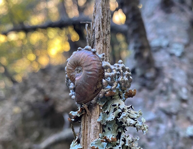 Pu&ograve; includere: Un fossile di ammonite marrone &egrave; attaccato a un ramo d'albero usurato. Il fossile ha una forma a spirale ed &egrave; circondato da un gruppo di piccole perle color argento. Il ramo presenta anche licheni verdi e grigi.