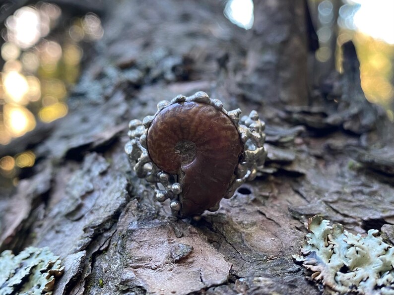 Pu&ograve; includere: Un anello d'argento con un fossile di ammonite marrone. L'anello ha un design strutturato e organico attorno al fossile, su uno sfondo di legno naturale. Il motivo a spirale del fossile &egrave; chiaramente visibile.