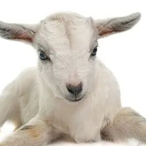 1 lb GOAT&#39;S MILK POWDER Dried Goats Dehydrated Dry Cream Whole Full Fat Hormone & Gluten Free Culinary Food Grade Non-Gmo No Antibiotic Goat