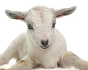 Può includere: Un giovane capretto bianco con orecchie grigio chiaro e occhi blu è sdraiato, rivolto verso lo spettatore. La capra ha una pelliccia morbida e soffice ed è posizionata su uno sfondo bianco. L'animale appare rilassato e attento.