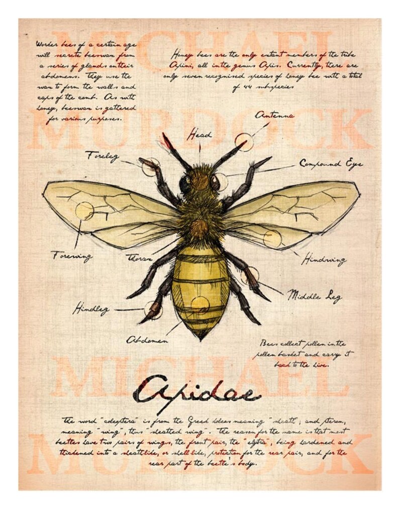 Field Journal Illustrations 3 Pack 11x14 Etsy