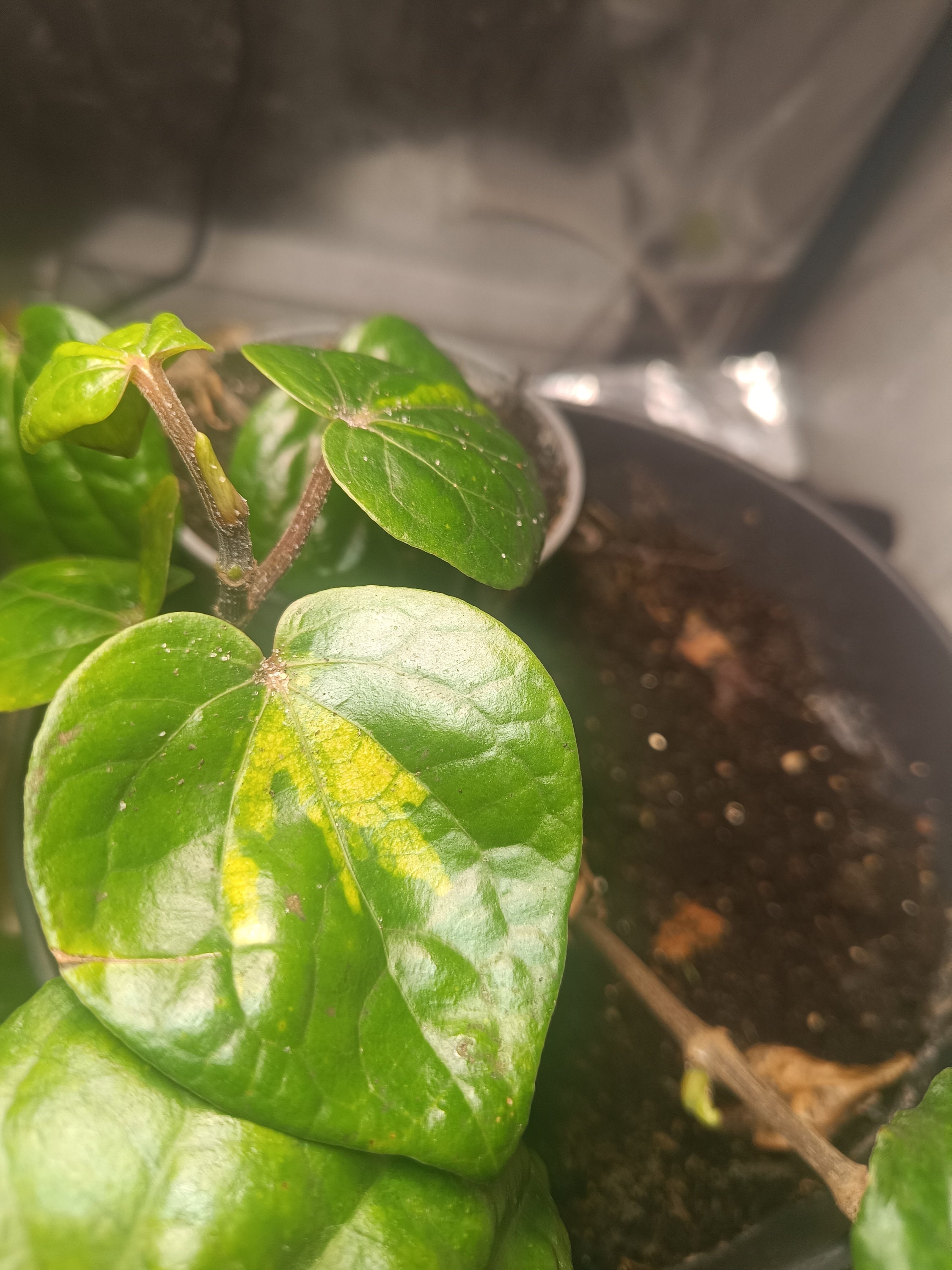 Piper Methysticum bright Eyes RARE PLANT - Etsy