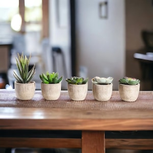 May include: Five small potted succulents in beige pots on a wooden table. The succulents are green and have different shapes and sizes.