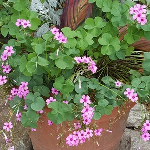 OXALIS PINK 45 or 90 bulbs bare roots shamrock wood sorrel ground cover perennial rosea image 2