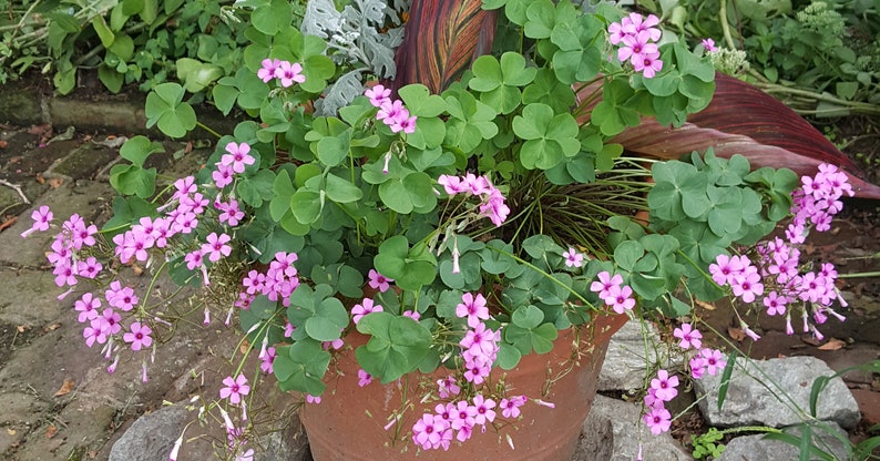 OXALIS PINK 45 or 90 bulbs bare roots shamrock wood sorrel ground cover perennial rosea image 2