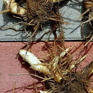 May include: Close-up of plant roots and rhizomes. The image shows a network of brown roots and off-white rhizomes, with some green stems. The background is a mix of grey and red surfaces, creating a natural, earthy aesthetic.