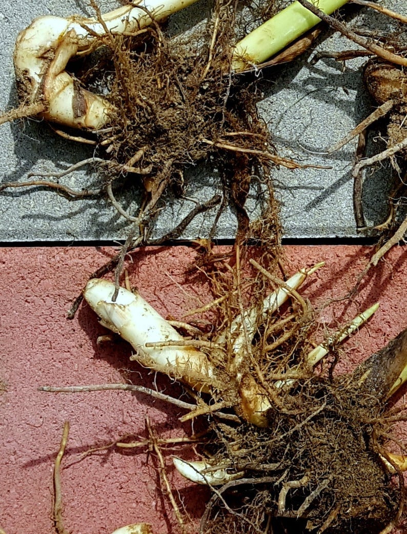 May include: Close-up of plant roots and rhizomes. The image shows a network of brown roots and off-white rhizomes, with some green stems. The background is a mix of grey and red surfaces, creating a natural, earthy aesthetic.
