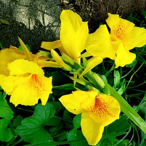May include: Close-up of bright yellow canna lilies with orange-red markings, set against green leaves and a concrete background. The flowers are in full bloom, showcasing their vibrant colour and intricate details. The image captures the natural beauty.