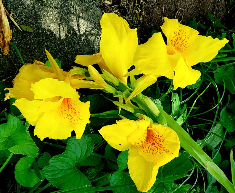 May include: Close-up of bright yellow canna lilies with orange-red markings, set against green leaves and a concrete background. The flowers are in full bloom, showcasing their vibrant colour and intricate details. The image captures the natural beauty.