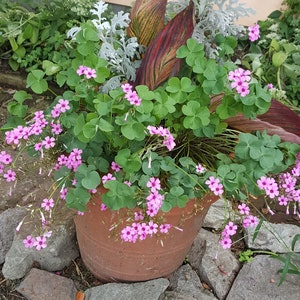 OXALIS PINK 45 or 90 bulbs bare roots shamrock wood sorrel ground cover perennial rosea image 1