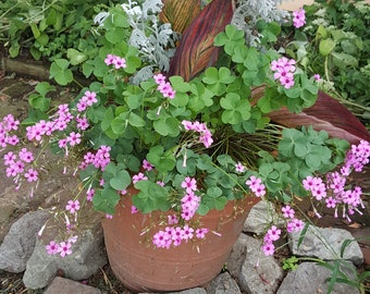 OXALIS PINK 30 bulbs bare roots shamrock wood sorrel ground cover perennial rosea