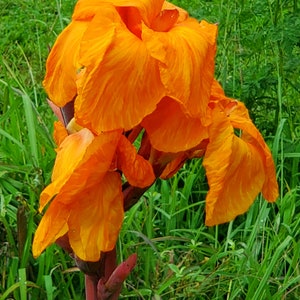 3 raíces de lirio Canna WYOMING, rizomas a raíz desnuda, flores naranjas, follaje burdeos