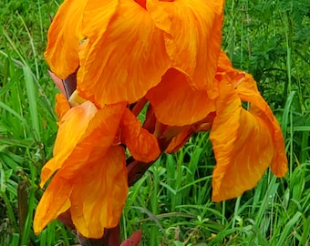 3 Canna Lily WYOMING roots rhizomes bareroot orange flowers burgundy foliage