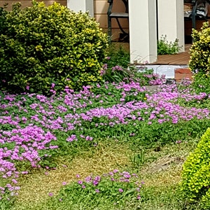 OXALIS PINK 45 or 90 bulbs bare roots shamrock wood sorrel ground cover perennial rosea image 4