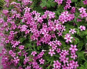 OXALIS PINK  60 bulbs bare roots shamrock wood sorrel ground cover perennial rosea