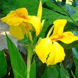 May include: A close-up shot of bright yellow canna lilies with red markings, set against green leaves and grass. The flowers are in full bloom, displaying their large, ruffled petals and stamens. The image captures the natural beauty of the garden setting.