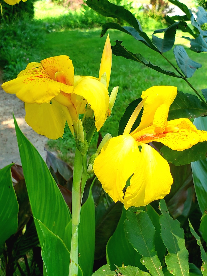 May include: A close-up shot of bright yellow canna lilies with red markings, set against green leaves and grass. The flowers are in full bloom, displaying their large, ruffled petals and stamens. The image captures the natural beauty of the garden setting.
