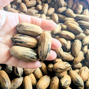 May include: Close-up of a handful of pecans, showcasing their elongated shape and textured, light brown shells with dark stripes. The nuts are fresh and appear to be ready for consumption, with many more pecans in the background.