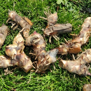 May include: Several rhizomes, possibly for planting, are arranged on green grass. The rhizomes display a mix of tan and brown hues, with visible roots and remnants of dried leaves. The photograph is taken outside.