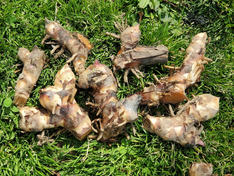 May include: Several rhizomes, possibly for planting, are arranged on green grass. The rhizomes display a mix of tan and brown hues, with visible roots and remnants of dried leaves. The photograph is taken outside.