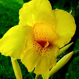 May include: A bright yellow canna lily flower in close-up. The flower features large, ruffled petals and a speckled, reddish-orange centre. Unopened buds and green foliage are visible, creating a natural, botanical theme.