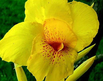 3 Canna Lily Yellow Richard Wallace rhizomes bulbs perennial orange spots