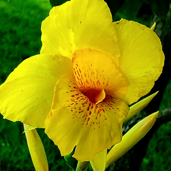 3 Canna Lily Yellow Richard Wallace rhizomes bulbs perennial orange spots