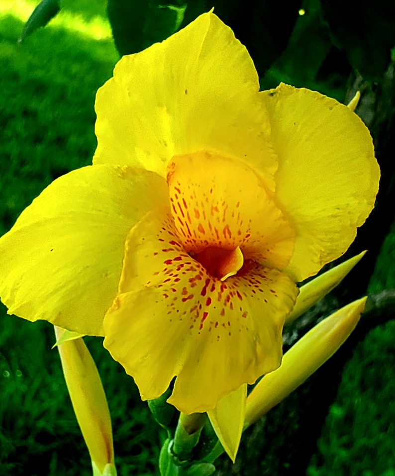 May include: A bright yellow canna lily flower in close-up. The flower features large, ruffled petals and a speckled, reddish-orange centre. Unopened buds and green foliage are visible, creating a natural, botanical theme.