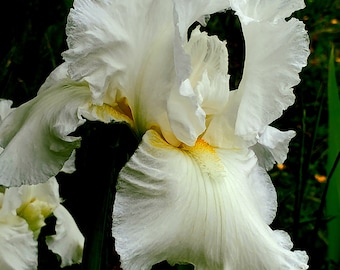 4 Iris rhizomes WHITE KNIGHT fresh and healthy bareroot tall bearded