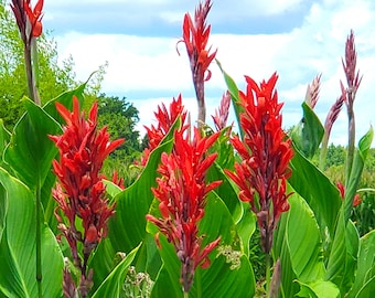 6 Red Canna Lily Indian Shot bulbs roots rhizomes bareroot