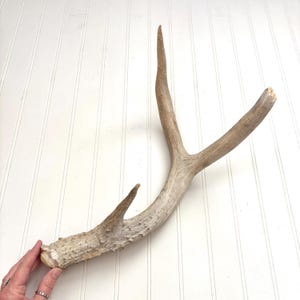 May include: A natural deer antler, light brown in color, with multiple tines. The antler is textured and appears to be aged. The background is a white surface with vertical lines.