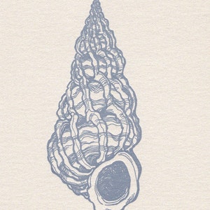 May include: A detailed line drawing of a seashell in shades of blue. The shell is spiraled and has a textured surface.