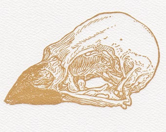 House Sparrow Skull White Card Copper Ink Letterpress Printed with Original Illustration Passer domesticus