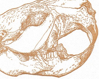 Beaver Skull White Card Letterpress Printed with Original Illustration
