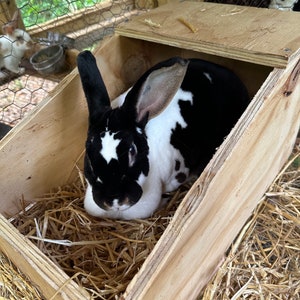 May include: A black and white rabbit sits in a wooden nesting box filled with straw. The rabbit is in a cage with a wire mesh enclosure.