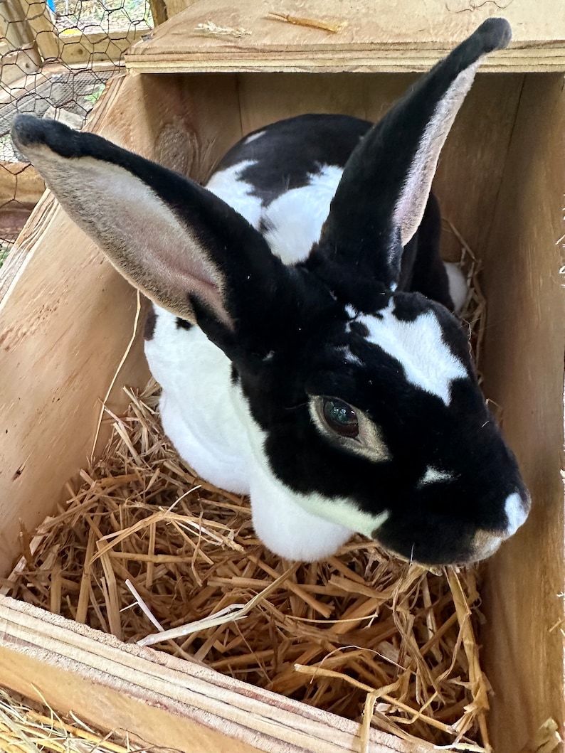 Rabbit Nesting Box Plans - Etsy