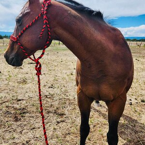 Showman® Braided Mule Tape Halter brown main image 1