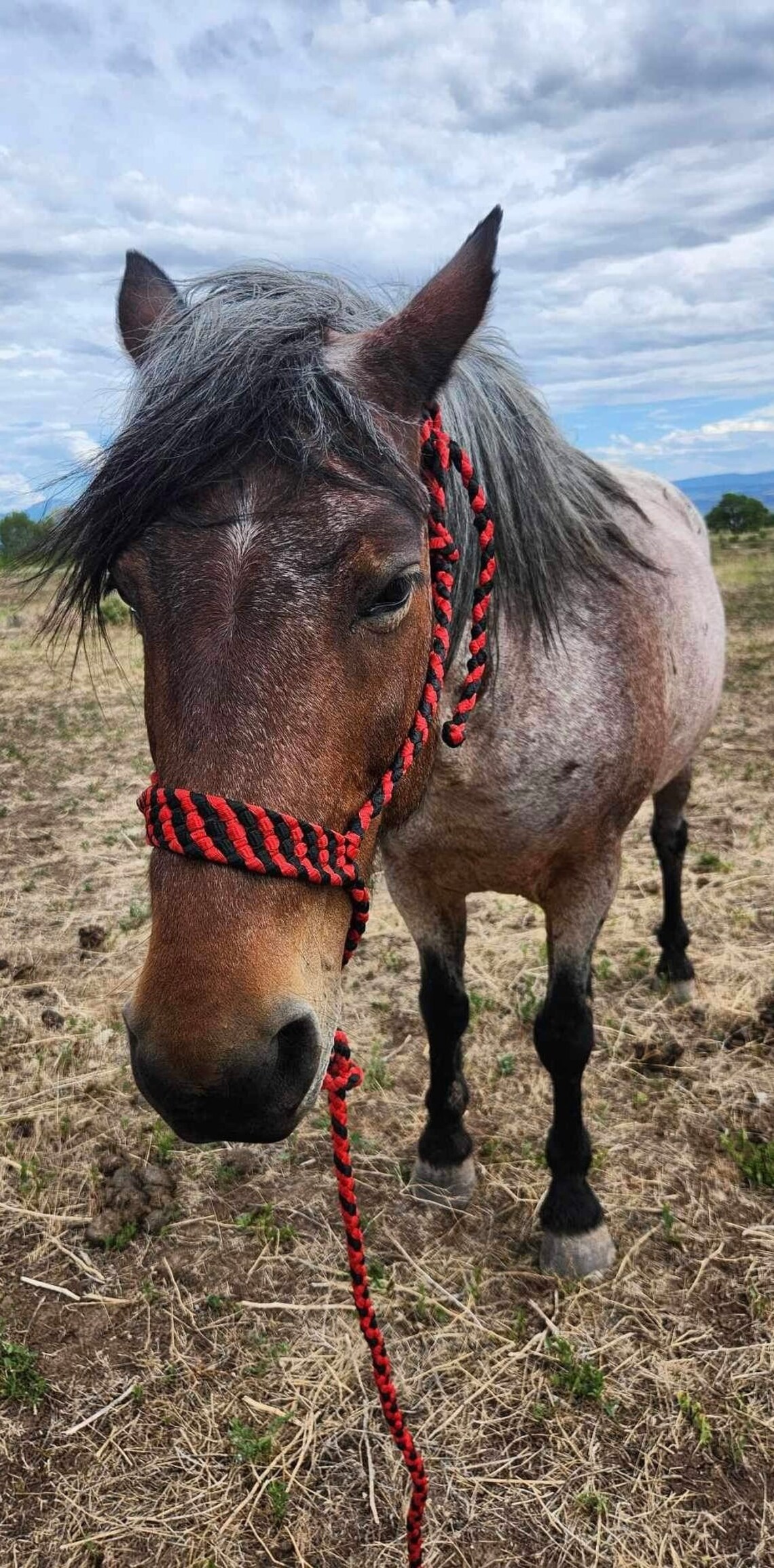 Showman® Braided Mule Tape Halter brown