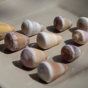 May include: A collection of ten cone-shaped seashells arranged in a triangular formation. Each shell features a smooth, polished surface with a gradient of colors ranging from creamy white and pale peach to shades of light brown and tan.